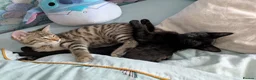 Bengal cats for sale: Friendly Adorable Bengal kittens  - Advert 14