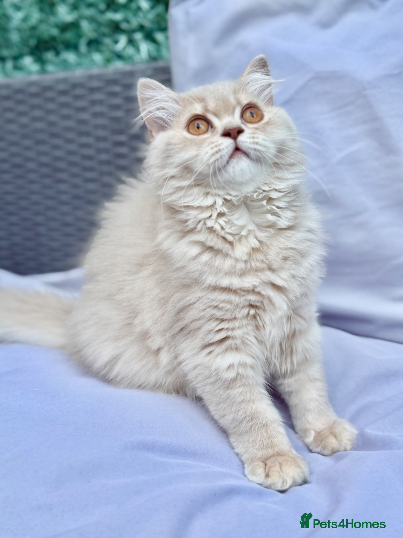 British Longhair cats 🌸GCCF BLH Golden Lilac Girl.  - Advert 1