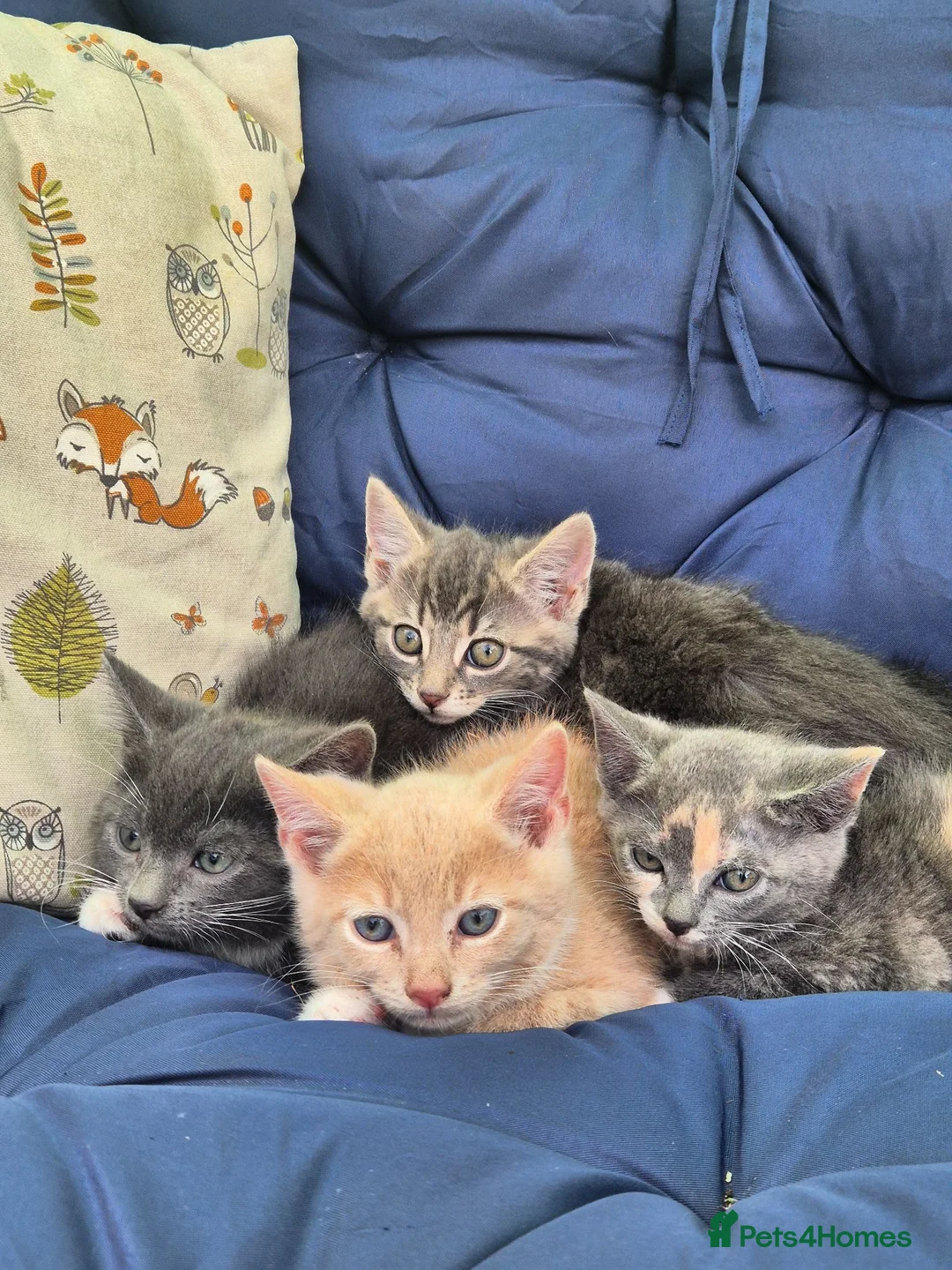 Mixed Breed cats for sale: Stunning kittens for sale  in Nottingham - Advert 2