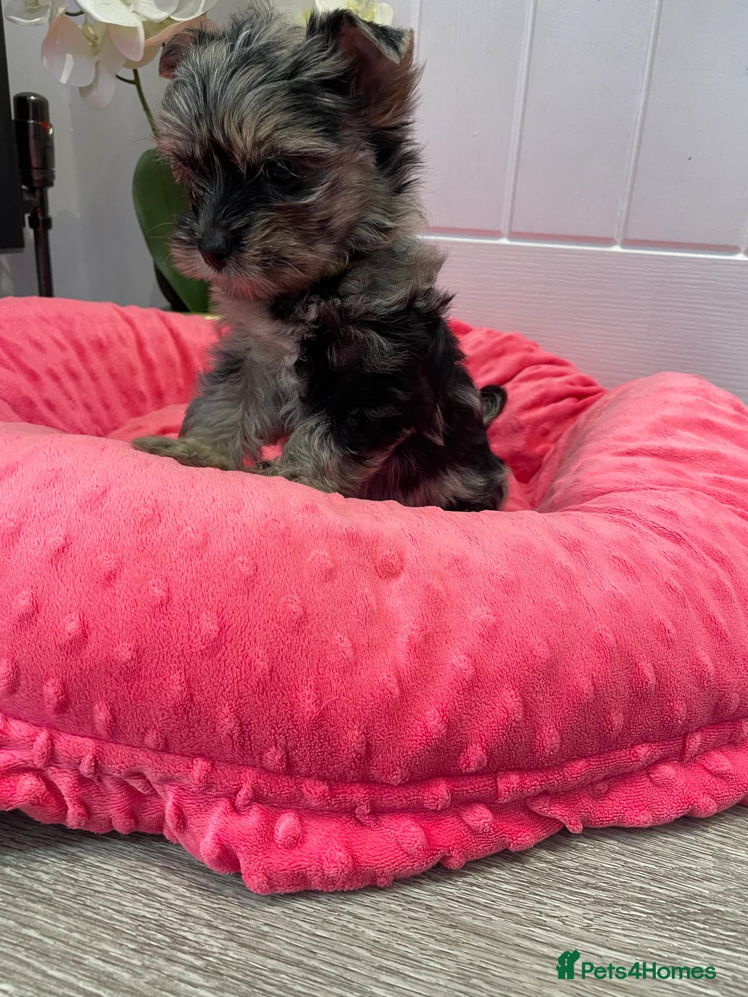 Yorkshire Terrier dogs for sale: pedigree yorkshire terrier ‼️‼️ - Advert 16