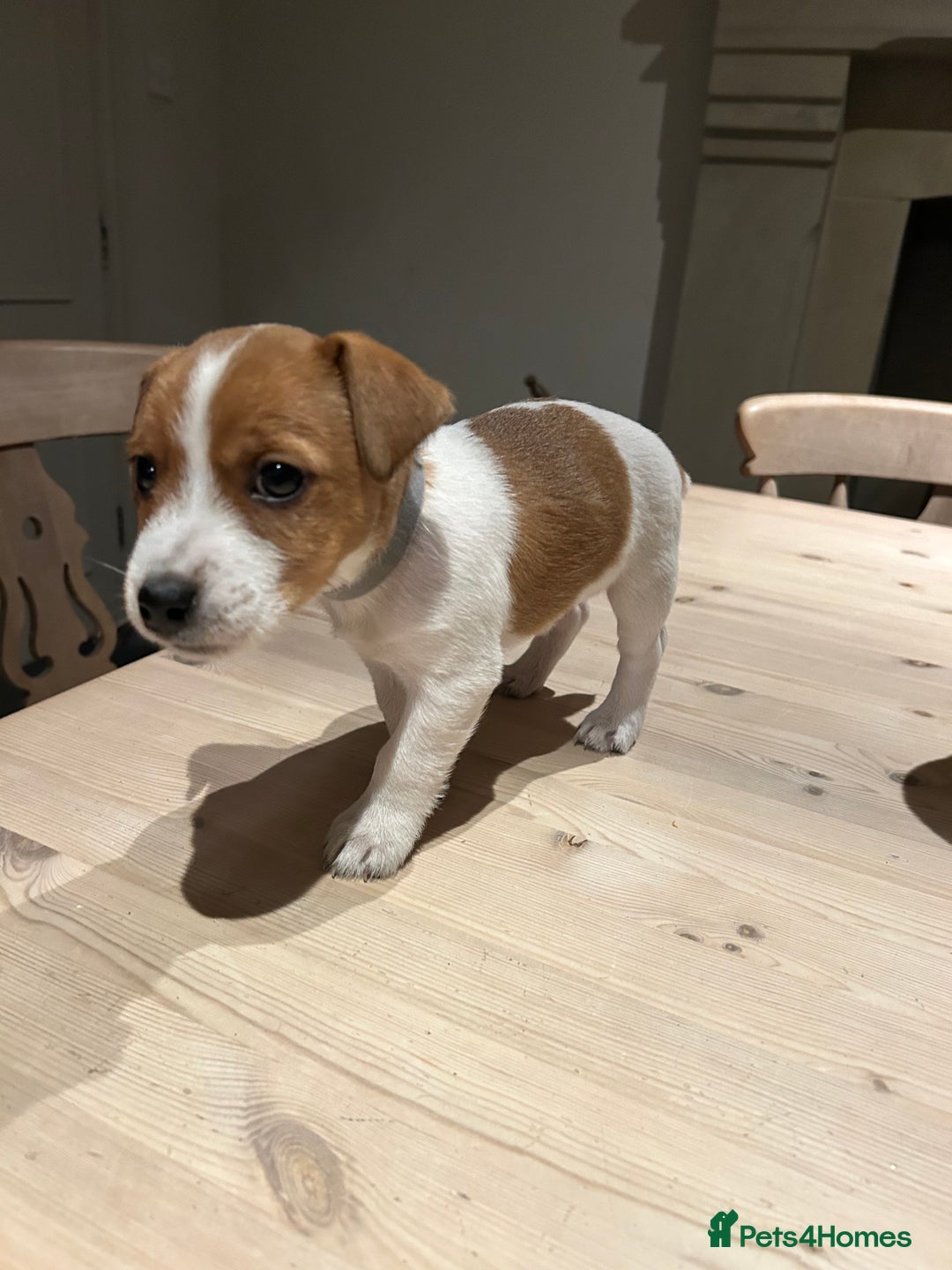 Mixed Breed dogs for sale: Parson / Jack Russell puppies - Advert 22