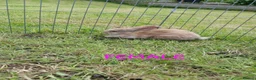 Mixed Breed rabbits for sale: Mini lop cross babies  - Advert 8
