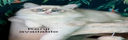 Ragdoll cats for sale: 100 % PURE RAGDOLL KITTENS FIFE REGISTRATION in West Drayton - Advert 4
