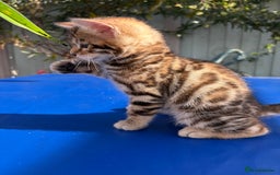 Keetso cats for sale: Stunning golden keetsos  - Image 8