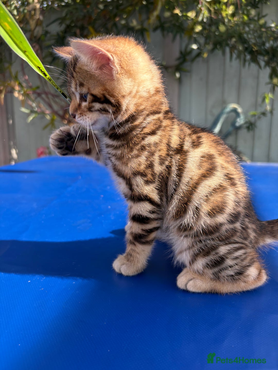 Keetso cats for sale: Stunning golden keetsos  - Image 8