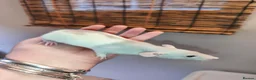 Rat rodents for sale: Lovely blue/mink rex Dumbo rats  - Advert 2