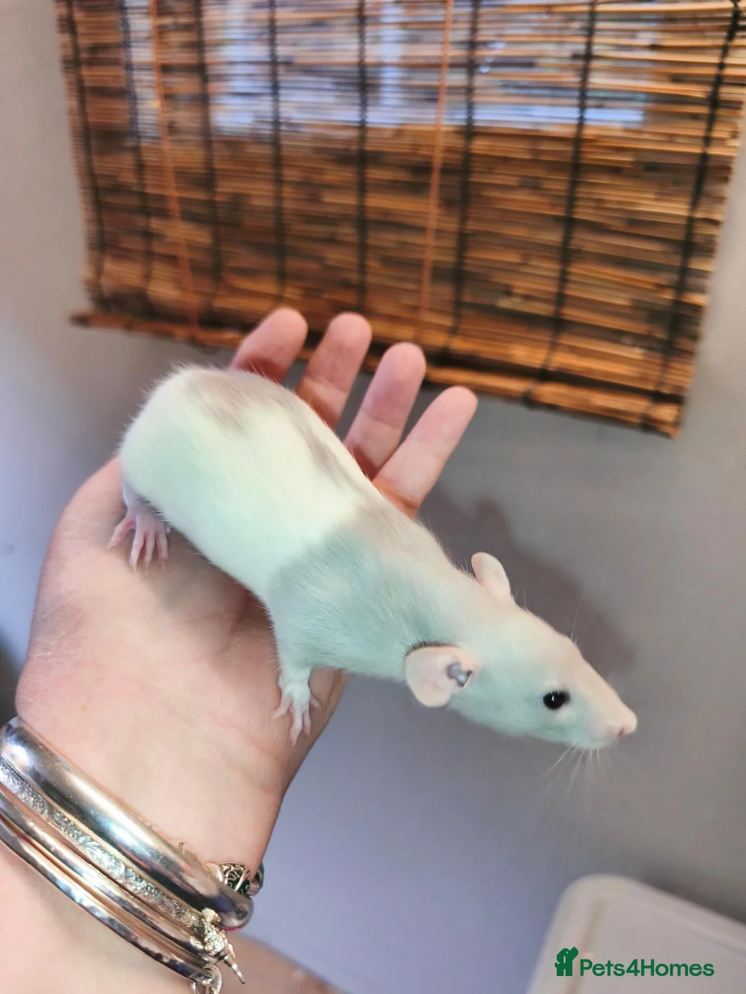 Rat rodents for sale: Lovely blue/mink rex Dumbo rats  - Advert 2