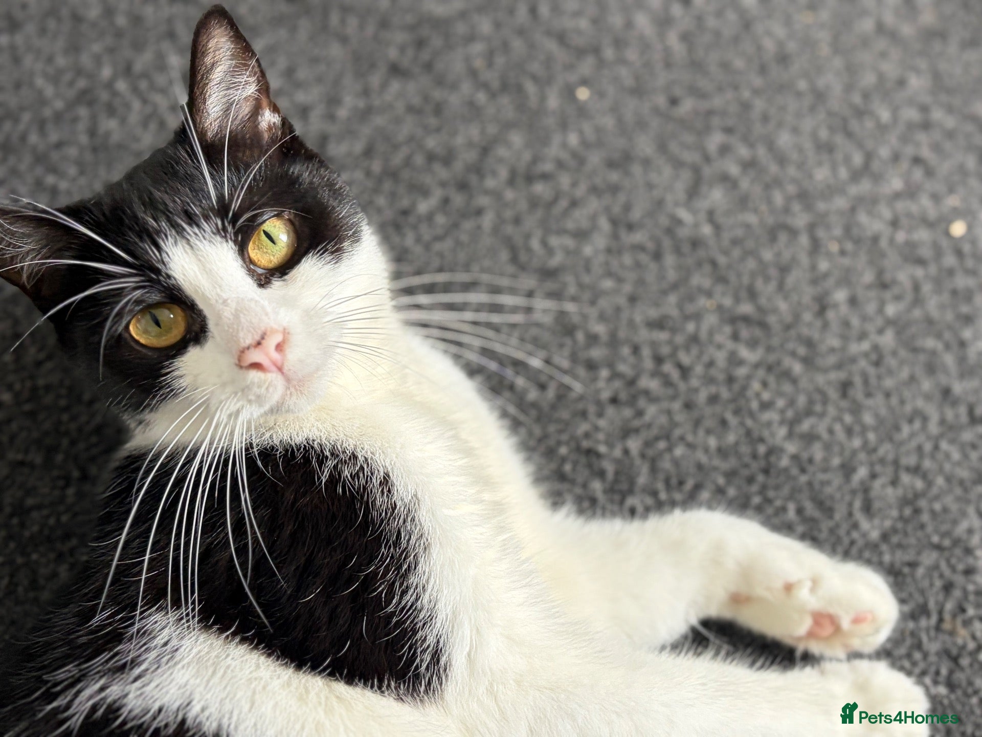 Mixed Breed cats Gorgeous cat - Advert 1