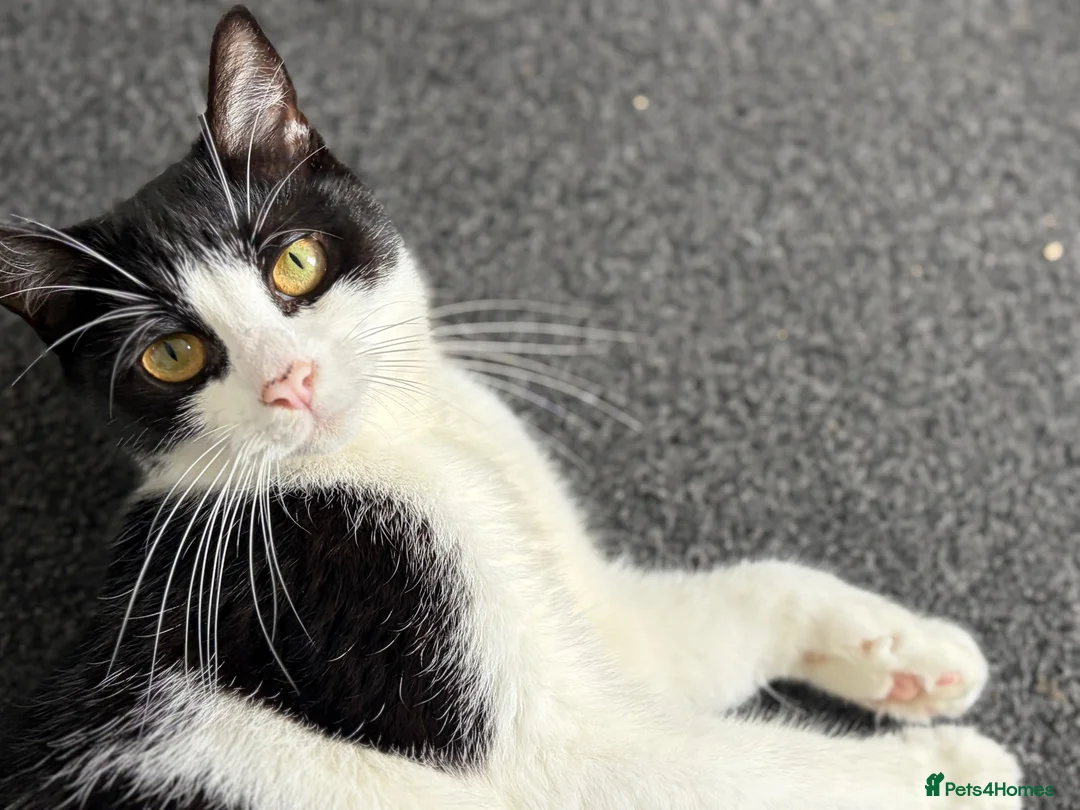 Mixed Breed cats for sale: Gorgeous cat - Advert 1
