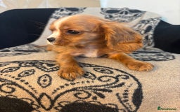 Cavalier King Charles Spaniel dogs for sale: 🐶KC Cavalier King Charles Puppies ready today! 🐶 - Image 3