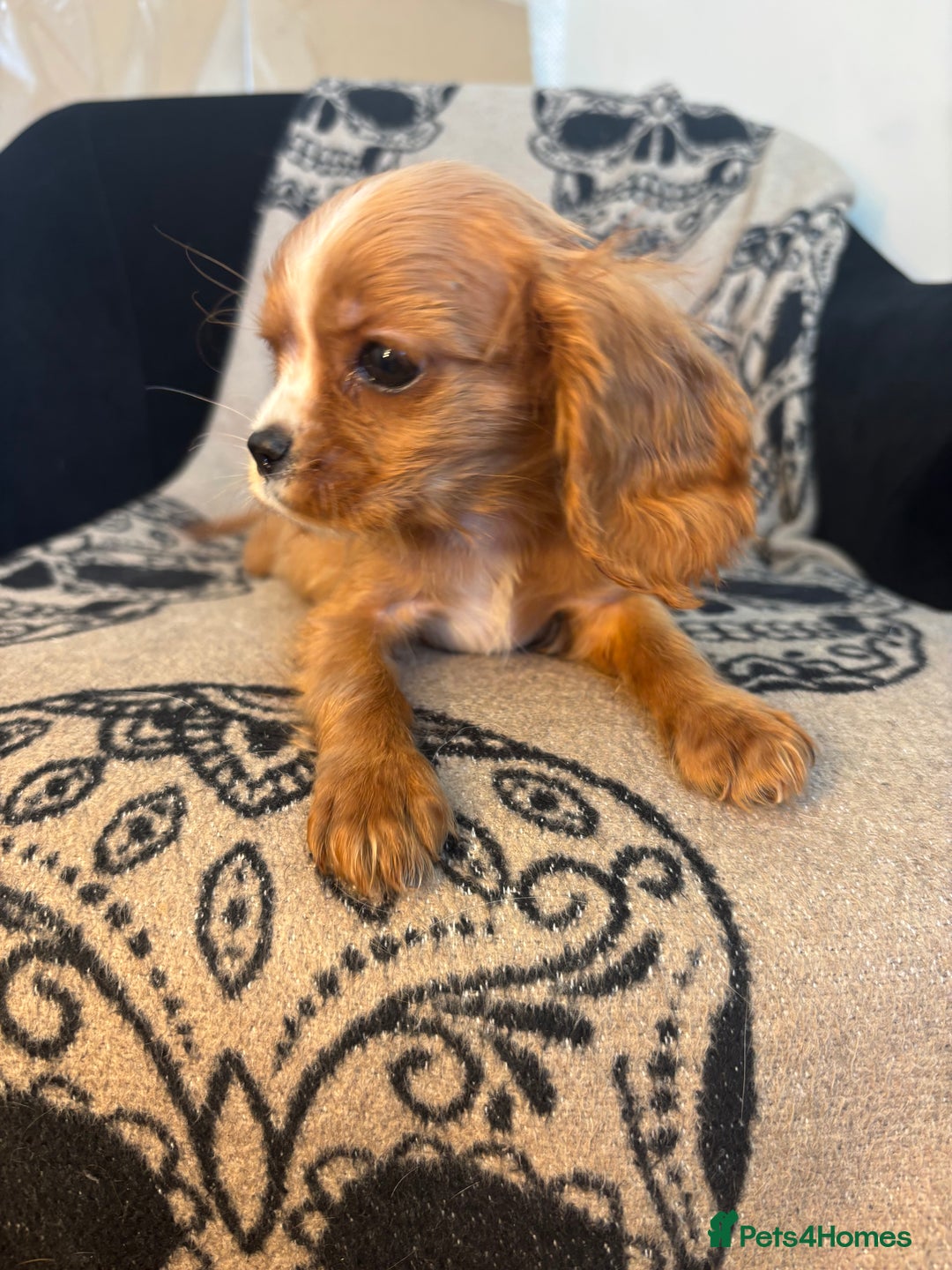 Cavalier King Charles Spaniel dogs for sale: 🐶KC Cavalier King Charles Puppies ready today! 🐶 - Image 3
