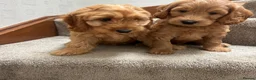 Mini Goldendoodle dogs for sale: Miniature Goldendoodle in Paisley - Advert 2