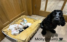 Cocker Spaniel dogs for sale: Show Cocker Spaniel Puppies For Sale - Image 8