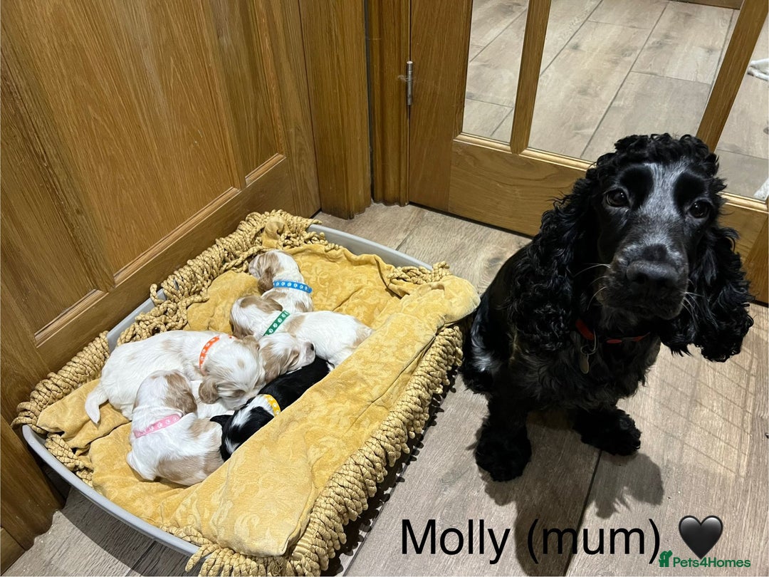 Cocker Spaniel dogs for sale: Show Cocker Spaniel Puppies For Sale - Image 8