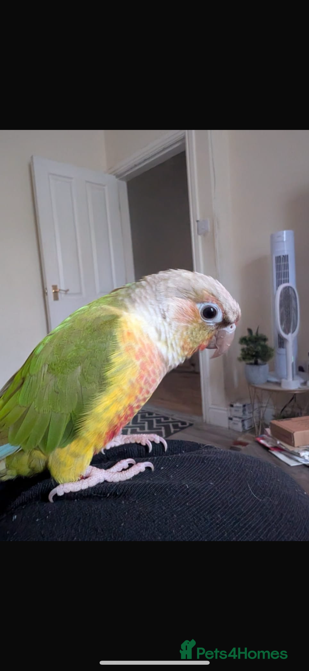 Ringnecks birds for sale: Bonded Pineapple Conure and Indian Ringneck - Advert 2
