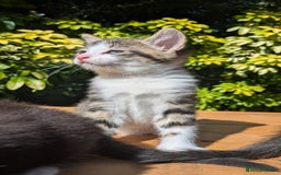 Mixed Breed cats for sale: Tuxedo Kittens - Image 14