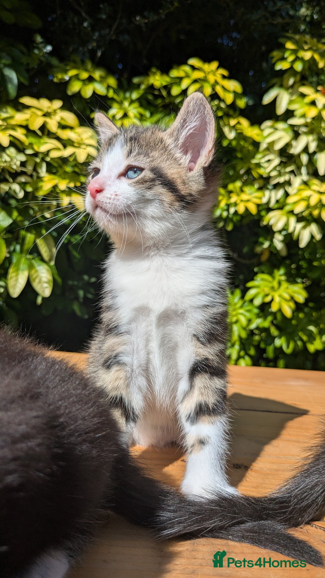 Mixed Breed cats for sale: Tuxedo Kittens - Image 14