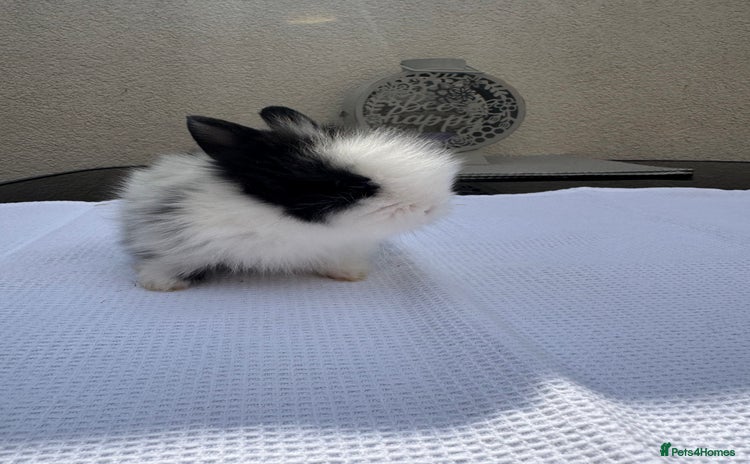 Lionhead rabbits - Advert 1