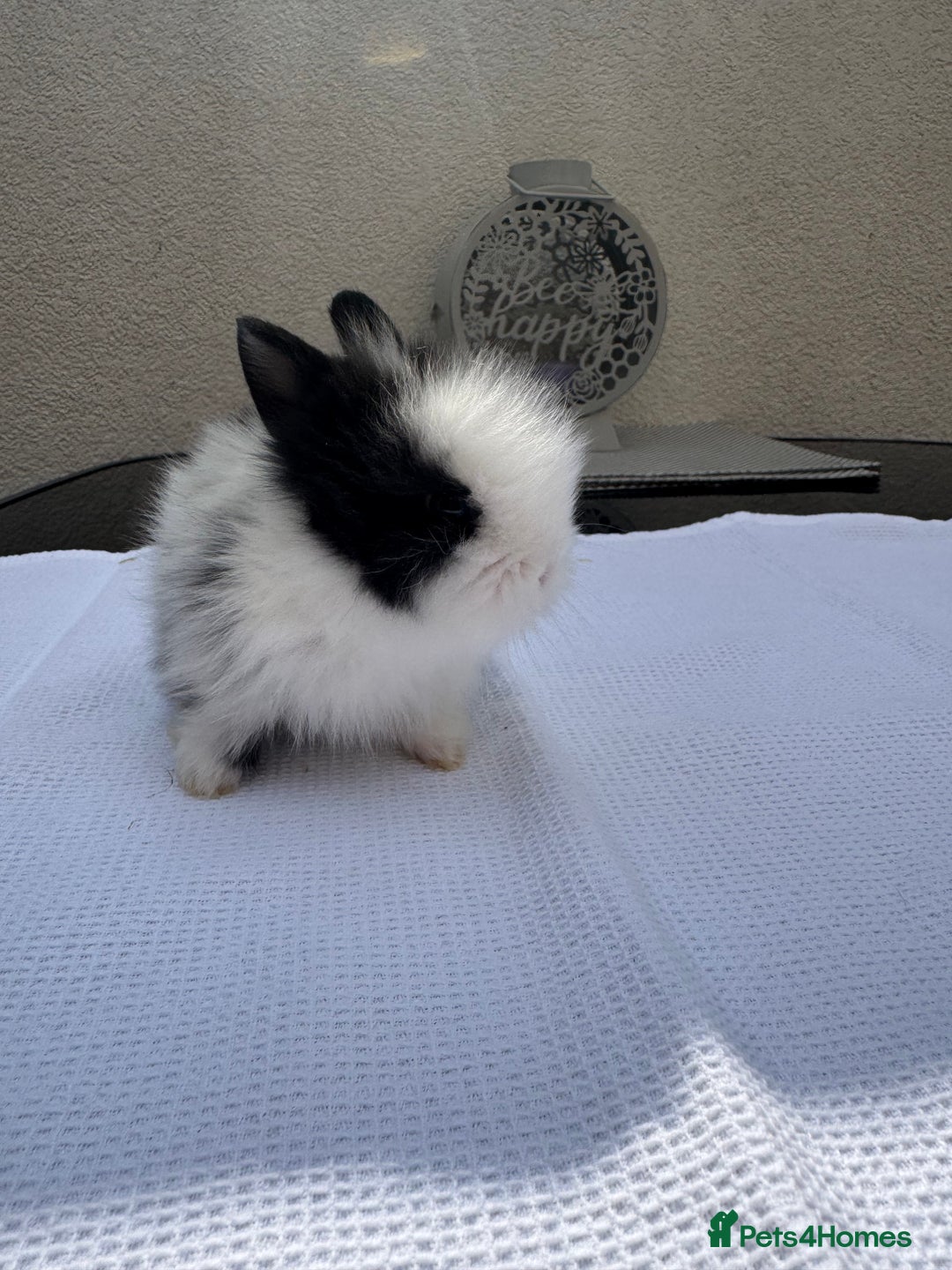 Lionhead rabbits for sale: Lionheads ready to leave today  - Image 1
