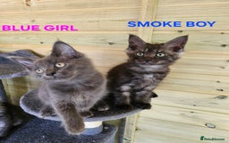 Maine Coon cats for sale: Maine Coon  - Image 2