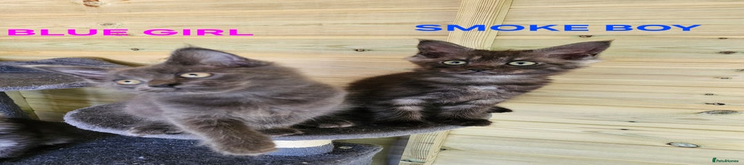 Maine Coon Kitten 2