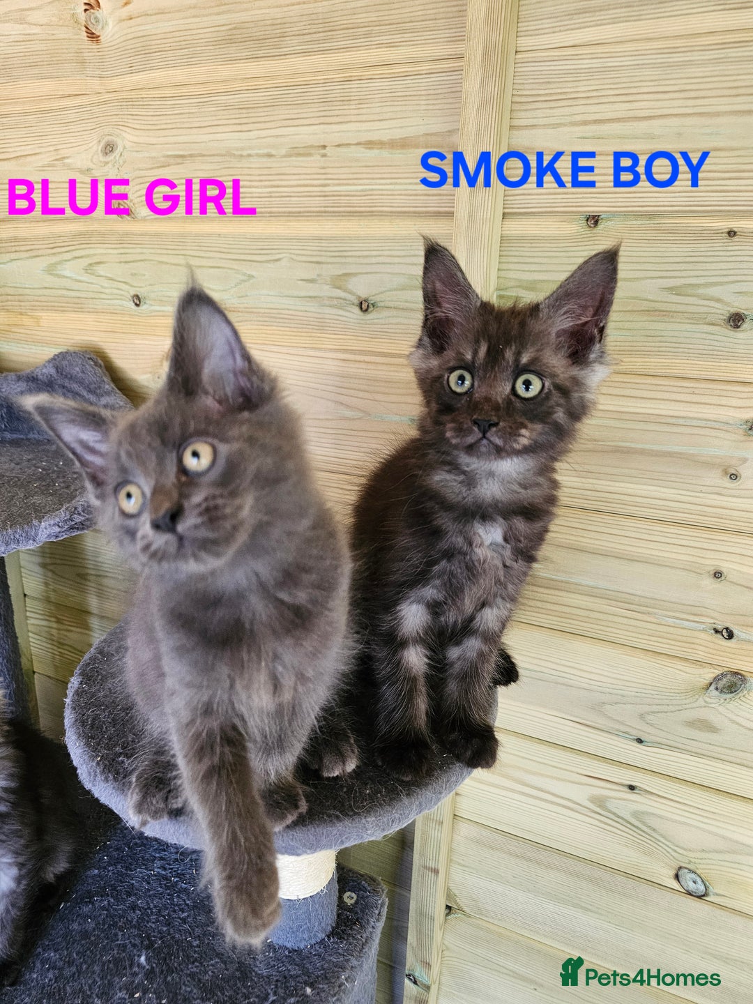 Maine Coon cats for sale: Maine Coon  - Image 2
