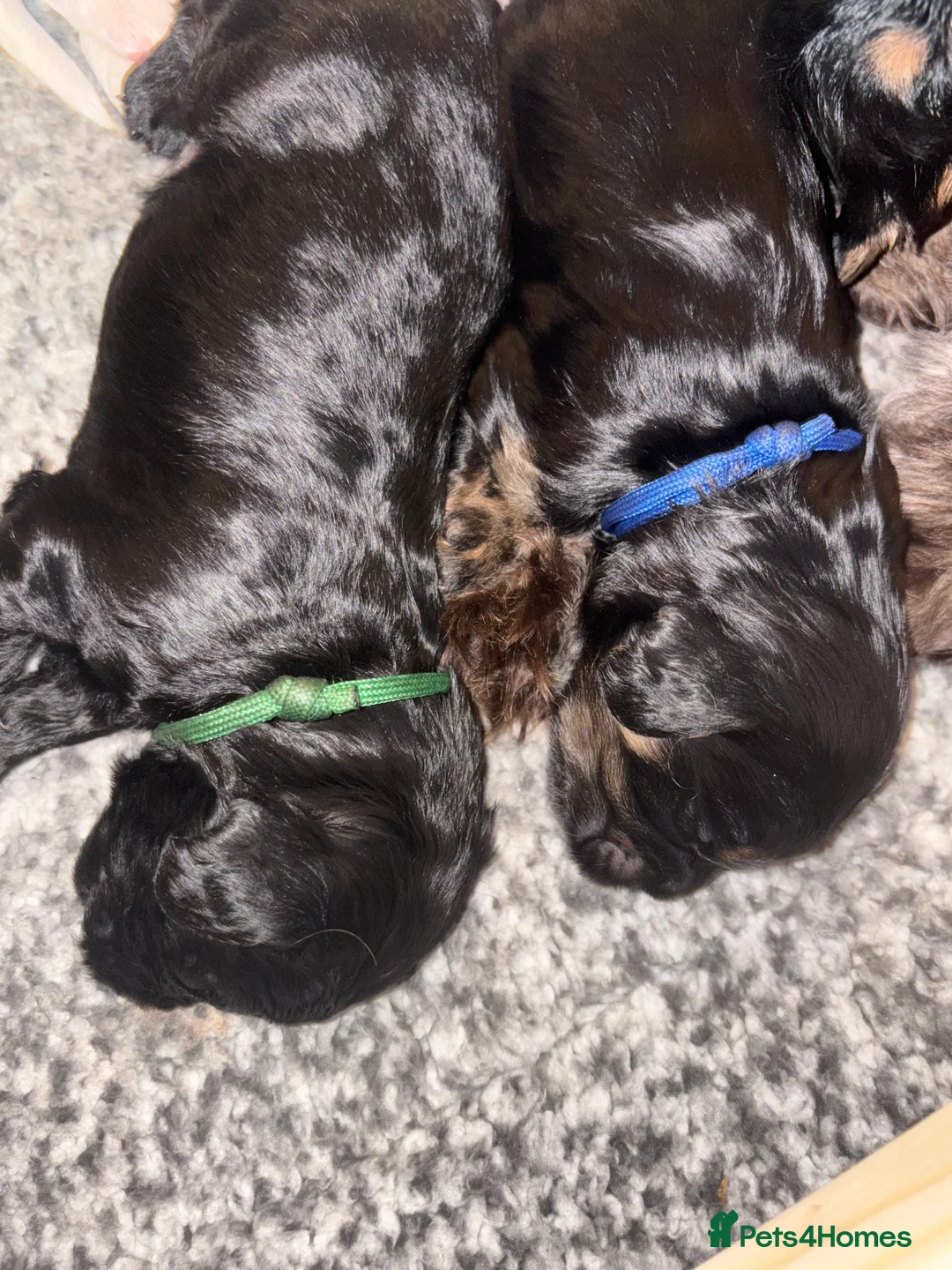 Mixed Breed dogs for sale: Beautiful Cavapoo puppies  - Advert 15