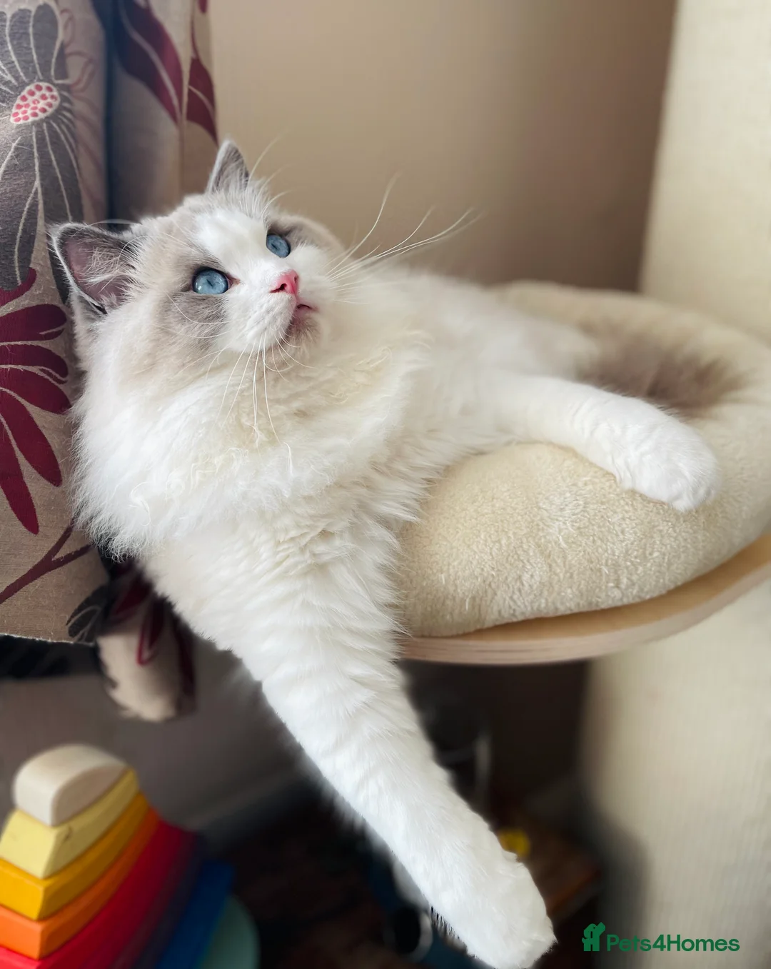 Ragdoll cats for stud: GCCF and TICA registered stud in Feltham - Advert 12