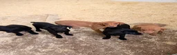 Labrador Retriever dogs for sale: Well Bred Working Labradors - Advert 10