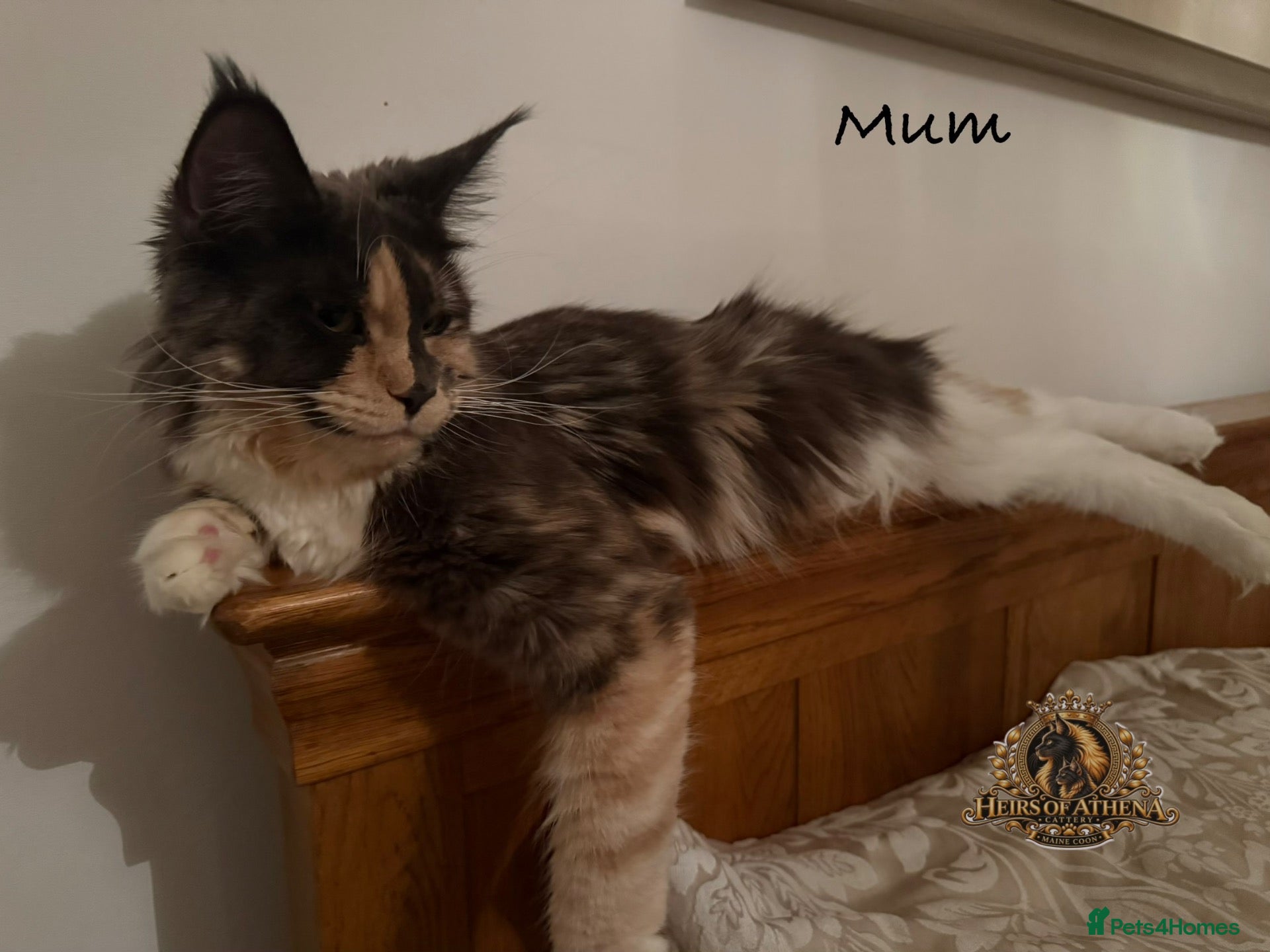 Maine Coon cats 🐾 Maine Coon Kittens TICA Registered 🐾 - Advert 2