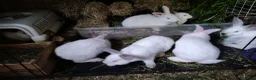 Californian rabbits for sale: Californian & New ZEALAND babies in Wallington - Advert 4