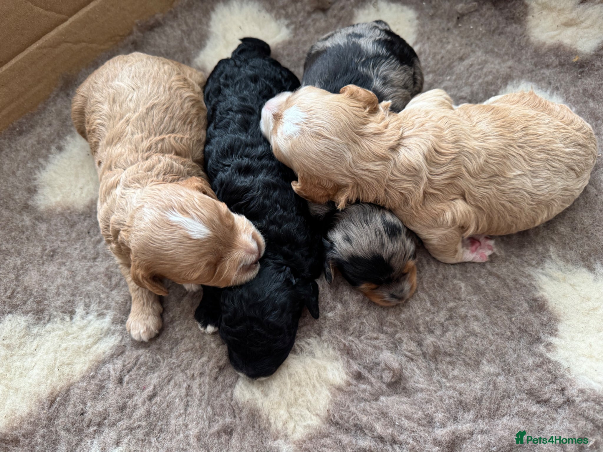 Cavapoo dogs Beautiful F1B Cavapoo Puppies  - Advert 17