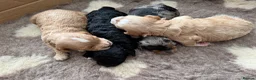 Cavapoo dogs for sale: 1 APRICOT BOY LEFT Beautiful F1B Cavapoo Puppies  - Advert 5