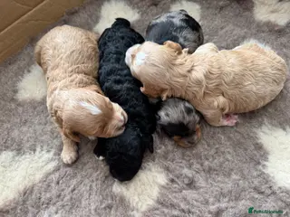 Cavapoo dogs Beautiful F1B Cavapoo Puppies - Advert 2