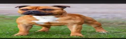 Staffordshire Bull Terrier dogs for sale: Red KC Reg Staffordshire Bull Terrier Due October - Advert 9