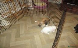 Lionhead rabbits for sale: LION HEAD LOP - Image 2