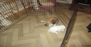 Lionhead rabbits - Advert 15