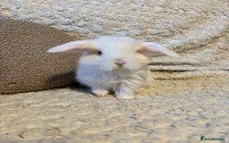 Mini Lop rabbits for sale: Mini lop babies 🫶🏻 ready to reserve ✨ - Image 9