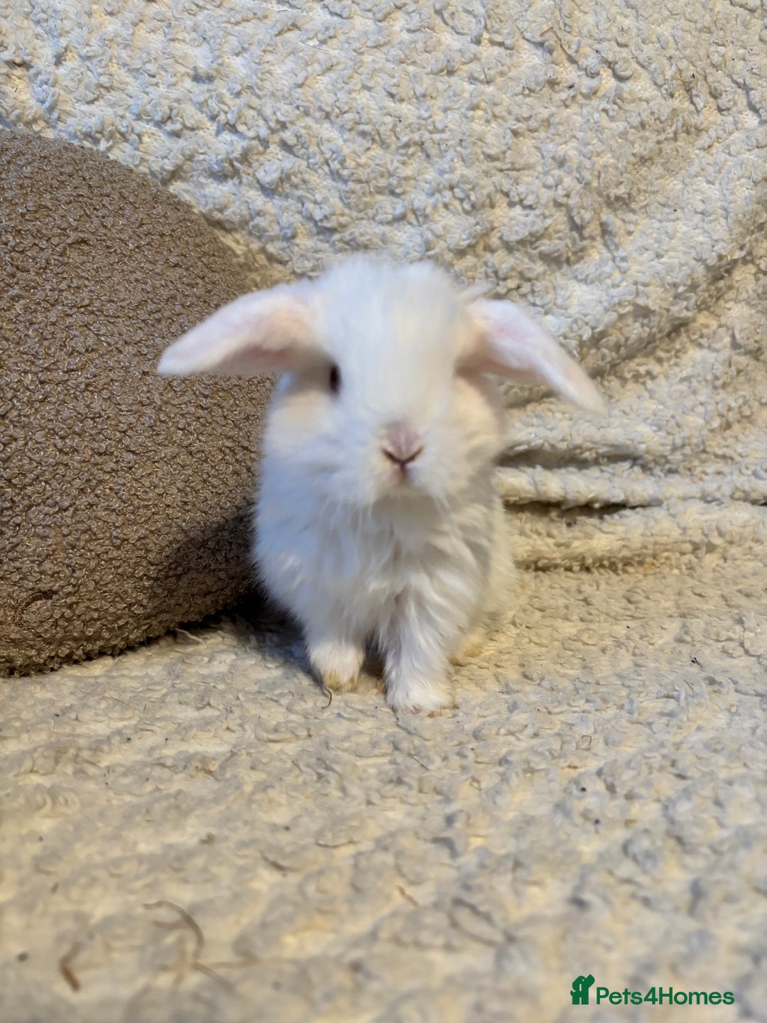 Mini Lop rabbits for sale: Mini lop babies 🫶🏻 ready to reserve ✨ - Image 9