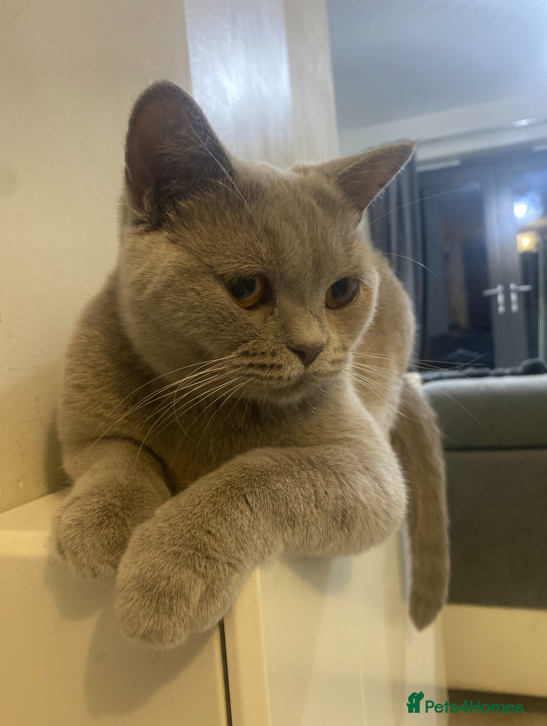 British Shorthair cats for sale: 🐾 TOP QUALLITY LILAC BSH reg GCCF purebred 🐾 - Image 14