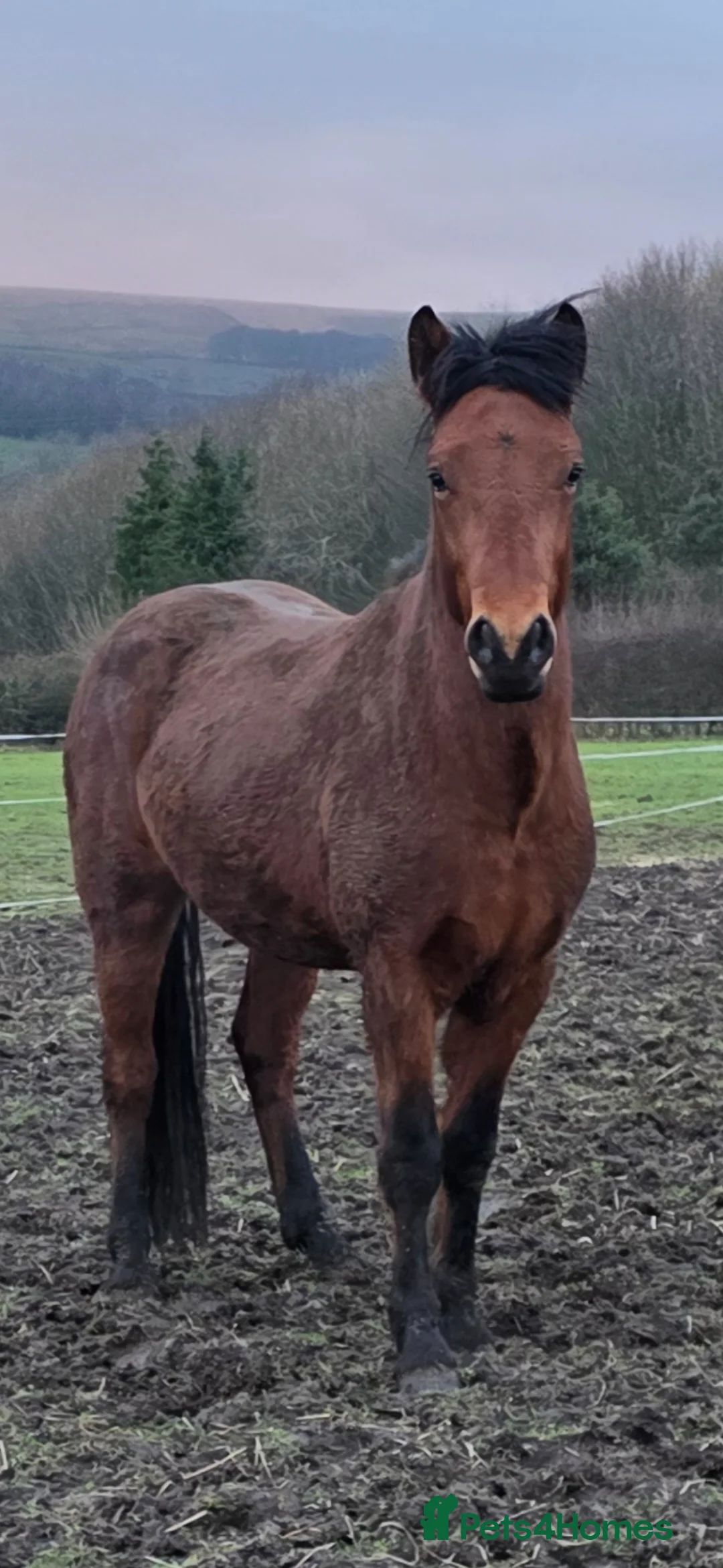 Connemara horses for sale: Connemara stallion/colt - Advert 1