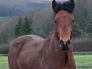 Connemara horses Connemara stallion/colt - Advert 2