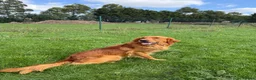 Goldador dogs for sale: Fantastic red goldador puppies  - Advert 27