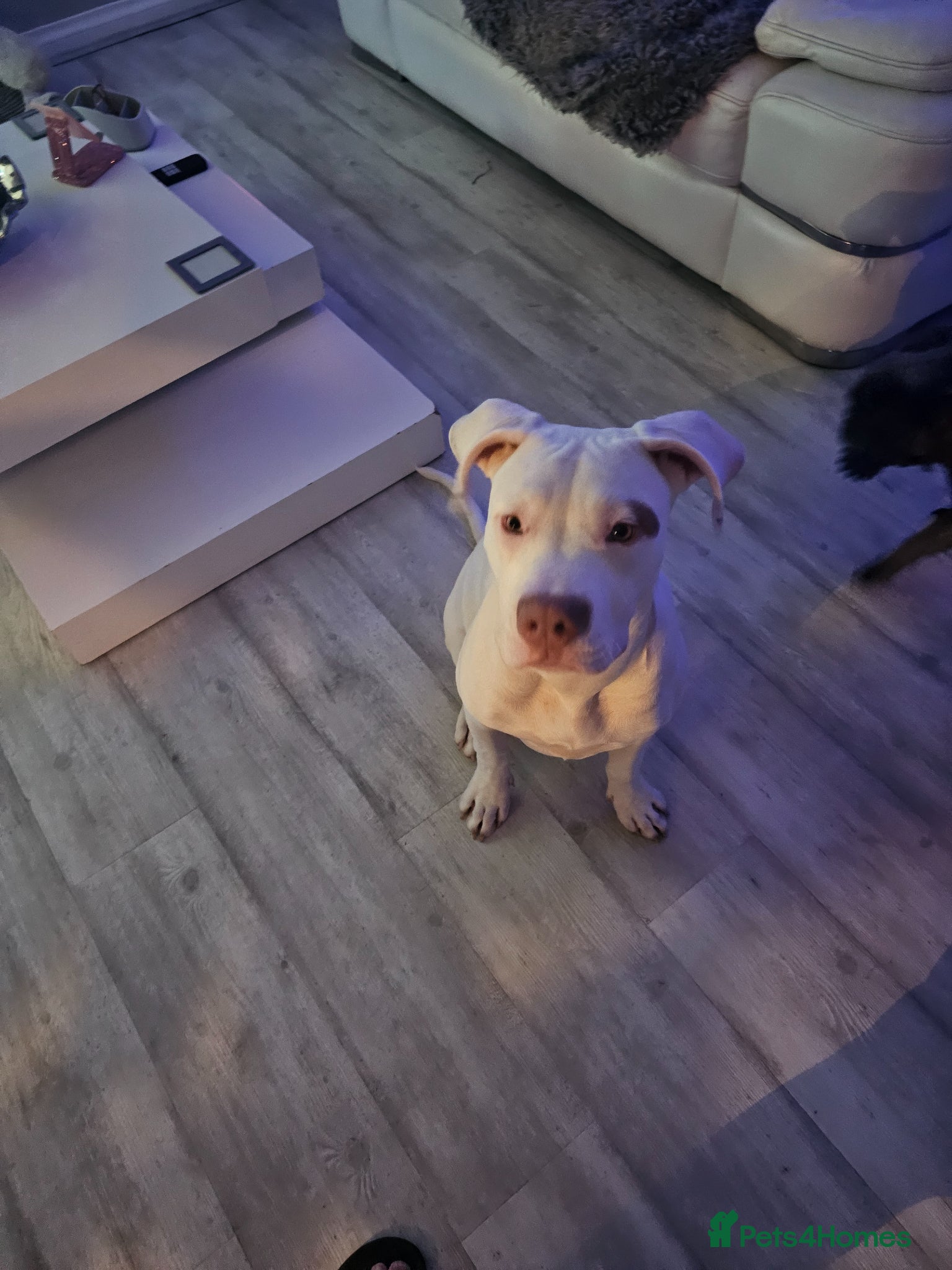 Mixed Breed dogs Leigha - Advert 1