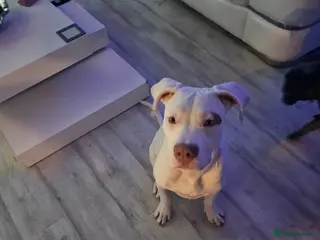 Mixed Breed dogs Leigha - Advert 1