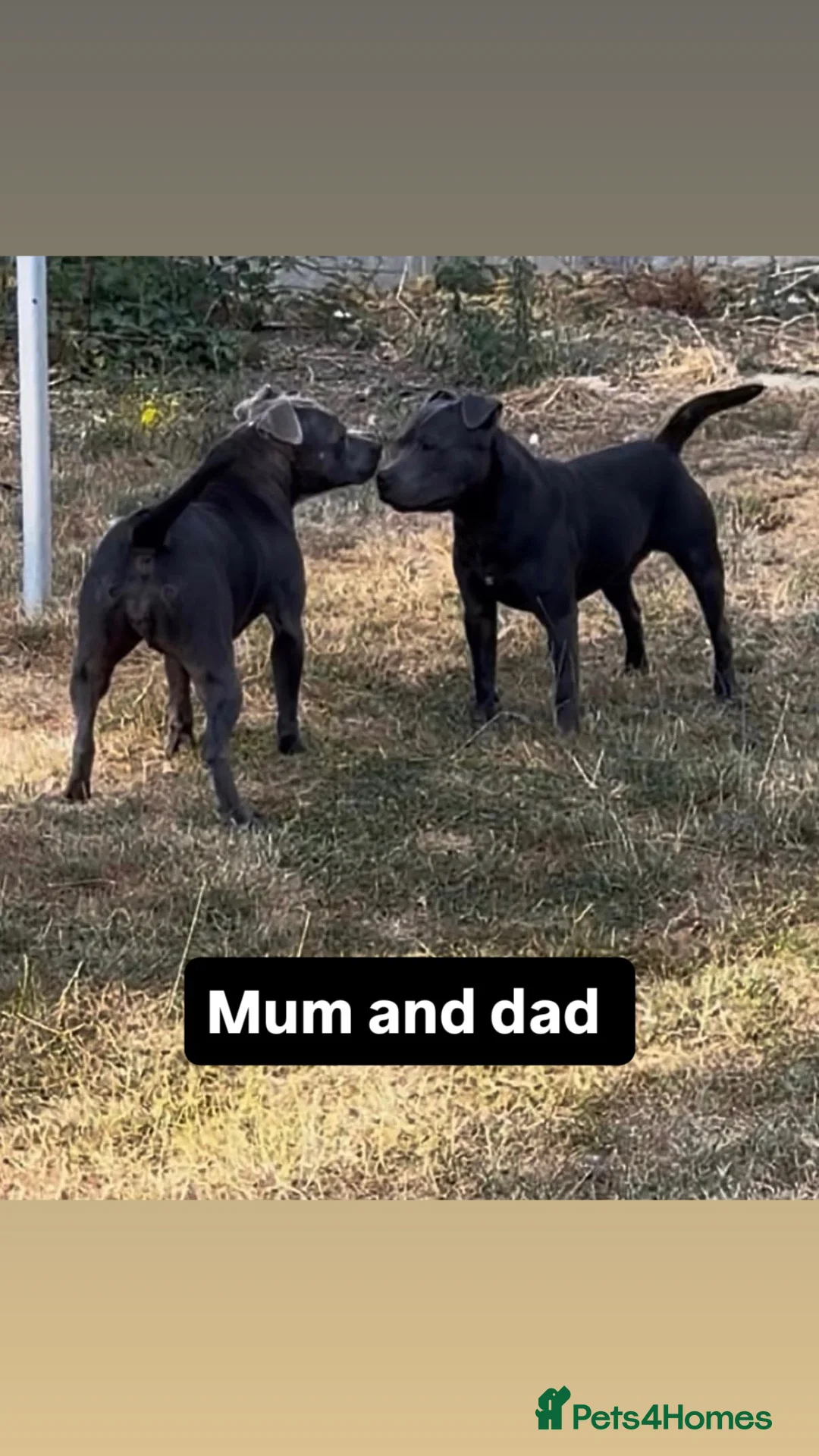 Staffordshire Bull Terrier dogs for sale: Outstanding litter of 10 KC Staffy pups blue 😍😍 - Advert 2