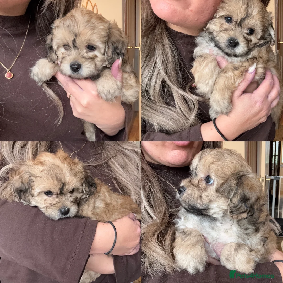 Maltipoo dogs for sale: Maltipoo puppy - Advert 1