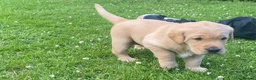Labrador Retriever dogs for sale: Lovely nature pup in Axminster - Advert 5