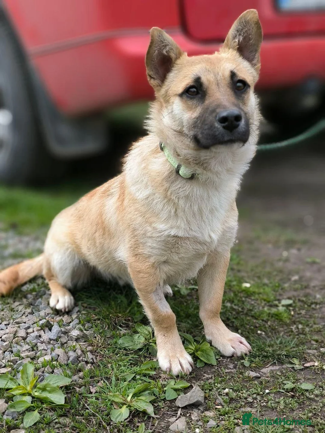 Mixed Breed dogs for adoption: 💙🐶 BILLY – FIRST TO GREET, FIRST TO LOVE 🐶💙 in Burton-on-Trent - Advert 29