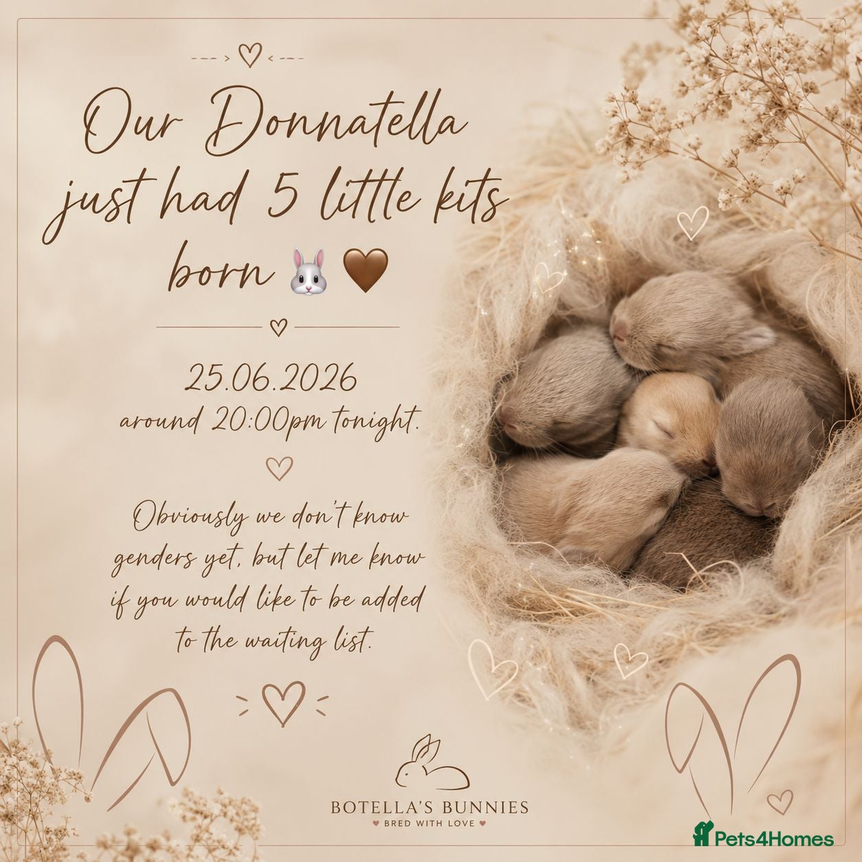 Lionhead rabbits 5 Little kits - Advert 2